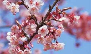 用什么图片做微信头像好 微信最美的头像图片