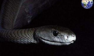 世界毒性排名前十的壁虎 世界上最毒的蛇排名